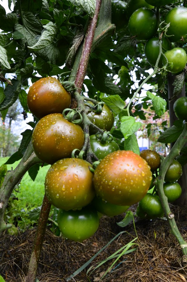 tomata-3.jpg