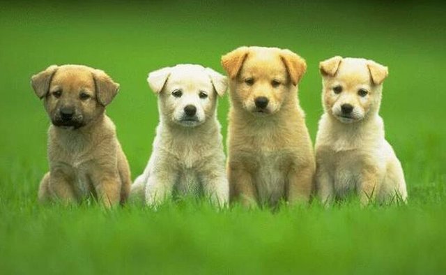 Cute Puppies that You Can Buy.jpg