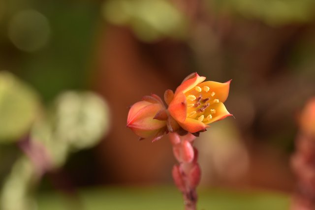 Echeveria mini no ID flowers macro 5.jpg