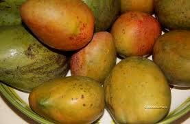 Julie mangoes1.jpg