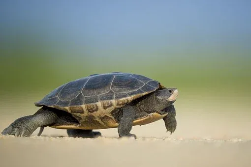 turtle-1850190__340.webp