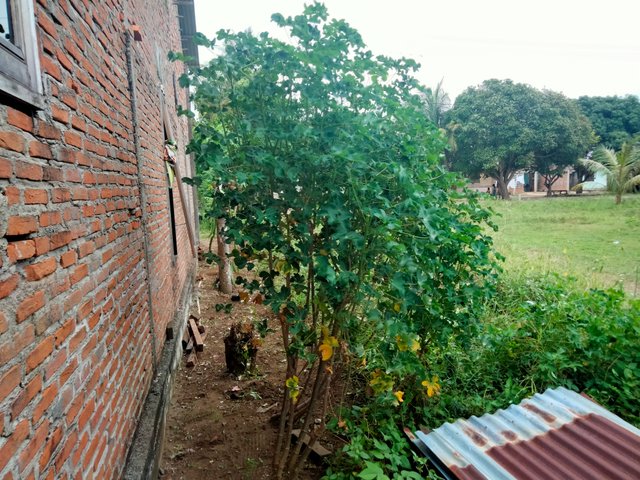 IMG20250626165211.jpg