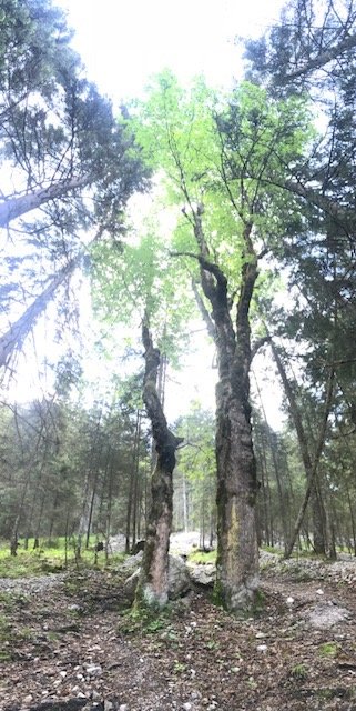 Bäume-im-Weg-Seinskopf-Karwendel-Bergtour-rebeccaontheroof.jpg