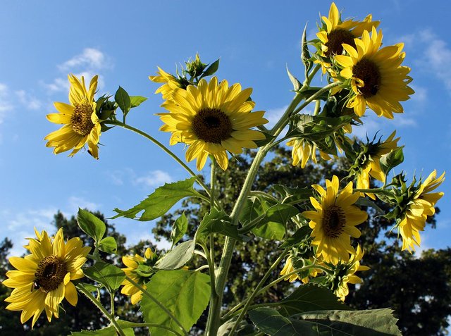 yellow_sunflowers5.jpg