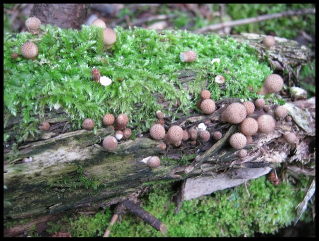 colony of brown puff balls on old mossy log.JPG