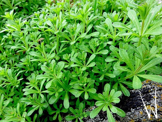 cleavers-tincture-4-3.jpg