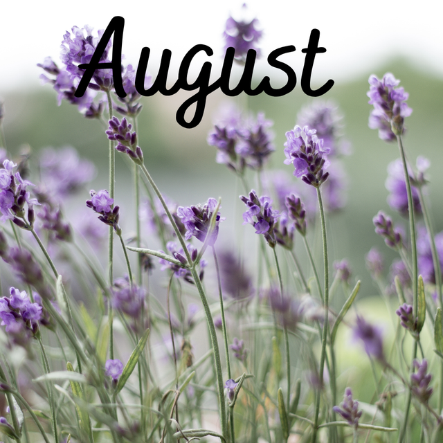 Hello August Instagram Post.png