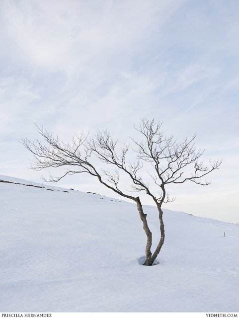 snow fairy winter  - by priscilla Hernandez (yidneth.com)-5.jpg