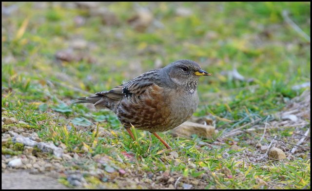 Alpine Accentor 2.jpg