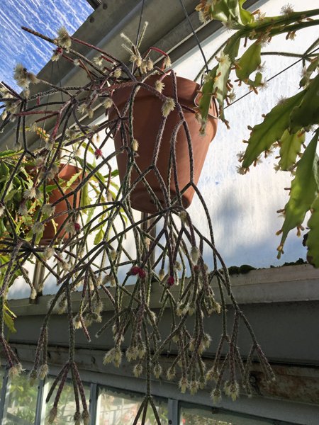 Smith Greenhouses - hanging hairy plant crop January 2020.jpg