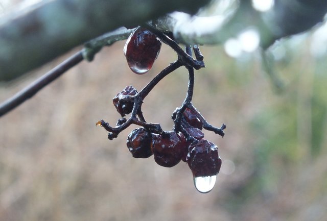 0282-RainBerries.jpg