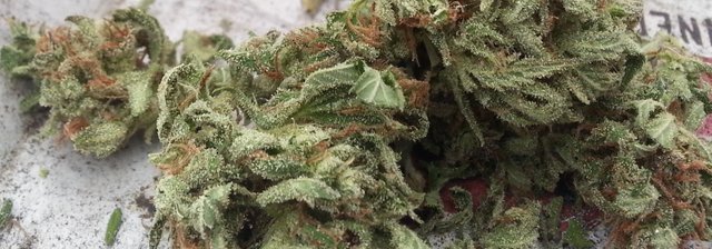 citrus_skunk_close2_1800.jpg