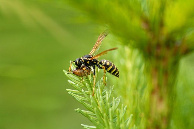 wasp-5343615_1280.jpg