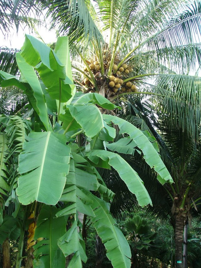 Queen Sirikit Park Coconuts