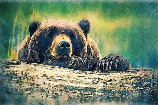 0008 bear-4308345_1280-Pixabay-800.jpg