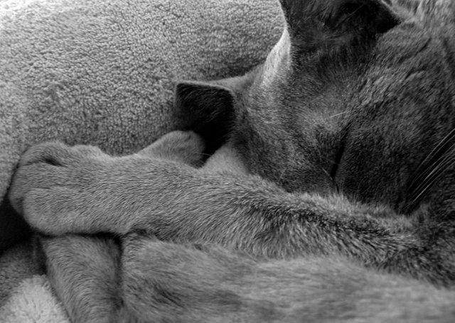 suzi sleeping bw.jpg