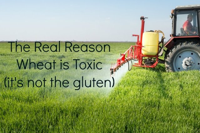 wheat-is-toxic-and-its-not-the-gluten_mini1.jpg