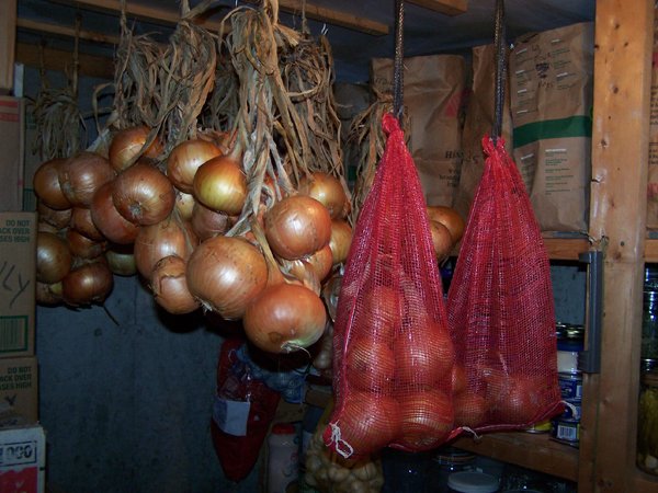 Cortland onions to root cellar1 crop Sept. 2018.jpg