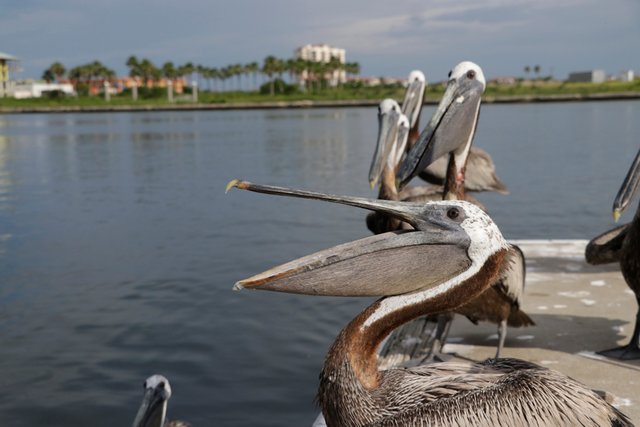 Fishing the Gandy Bridge in Tampa Bay — Steemit