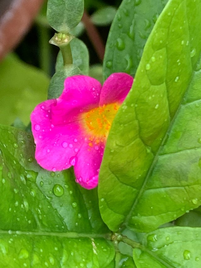 my little garden12.jpg