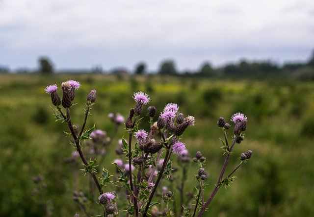 17-06-2018-thistle-06407.jpg