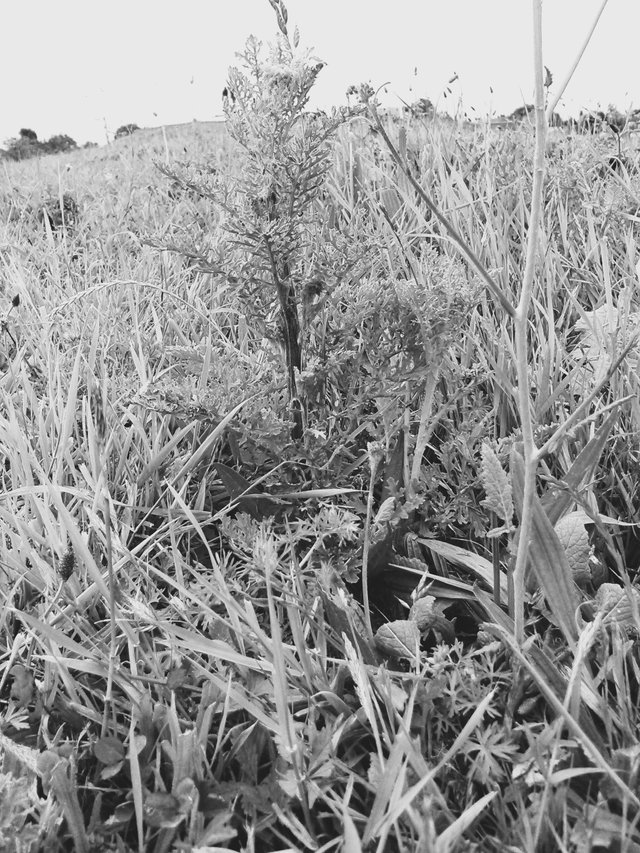 Flower Photography B&W Various Weeds SideHill Green May 28 2017.jpg