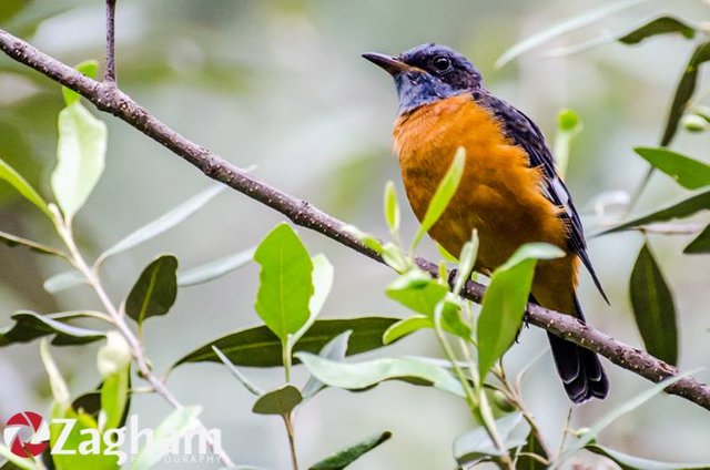 Blue-capped Rock-thrush 2.jpg