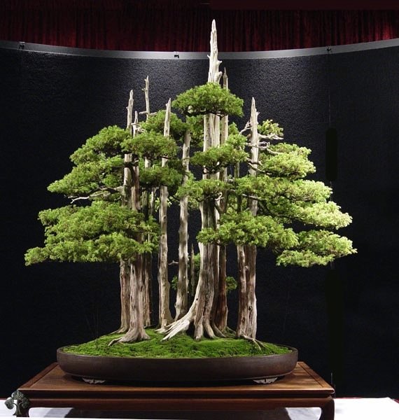 Goshin-bonsai.jpg