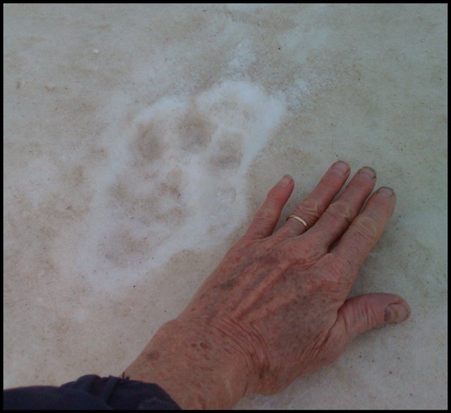 my hand in comparison to lynx paw print.JPG