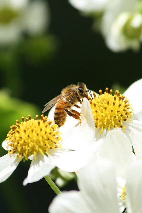 bee-1898763_960_720.jpg