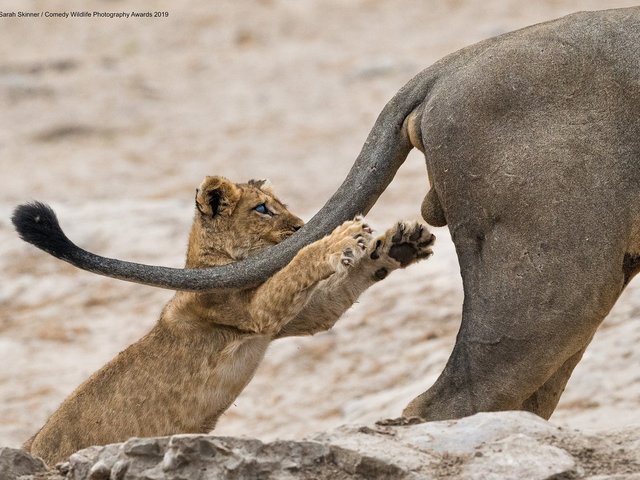 comedy-wildlife-portrait.jpg