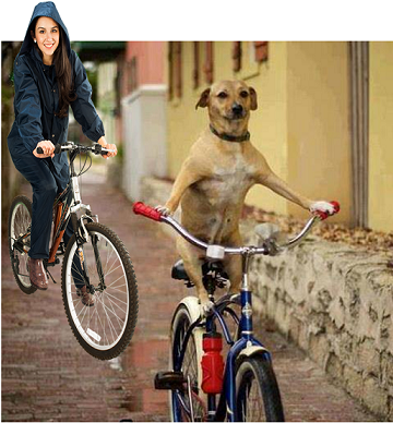 perro en bicicleta.png
