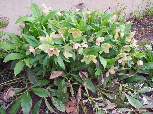 New North - hellebore crop April 2019.jpg