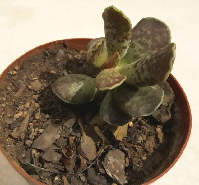 adromischus cooperi.jpg