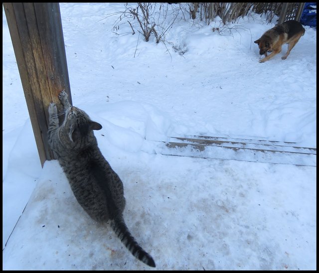 JJ scratching post on deck Bruno digging in snow with stick by deck.JPG