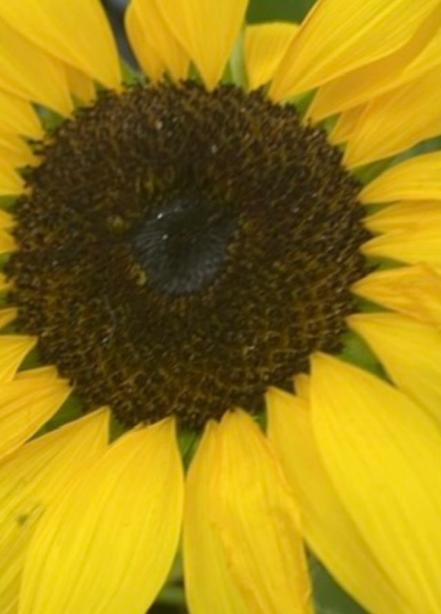 IMG_5239.jpeg