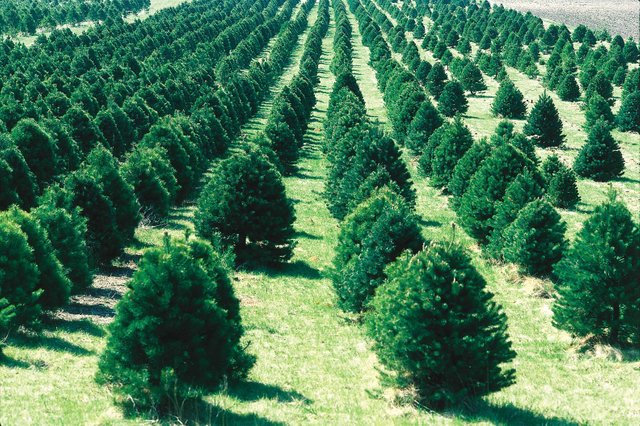 Christmas_tree_farm_IA.jpg