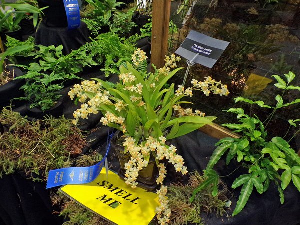 Orchid Show - vanilla plant crop February 2020.jpg