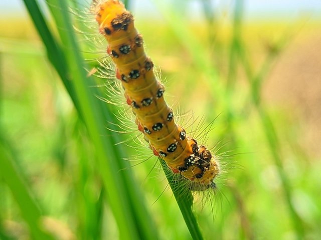 RIYAN_20240517_101532_🦋Macro Bee pro (LMC17) by Riyan (1).PORTRAIT.jpg