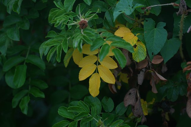 DSC01225.jpg