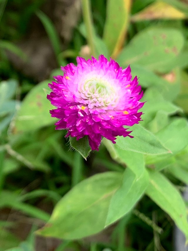 nature108.jpg