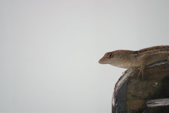 lizard 3-3.jpg