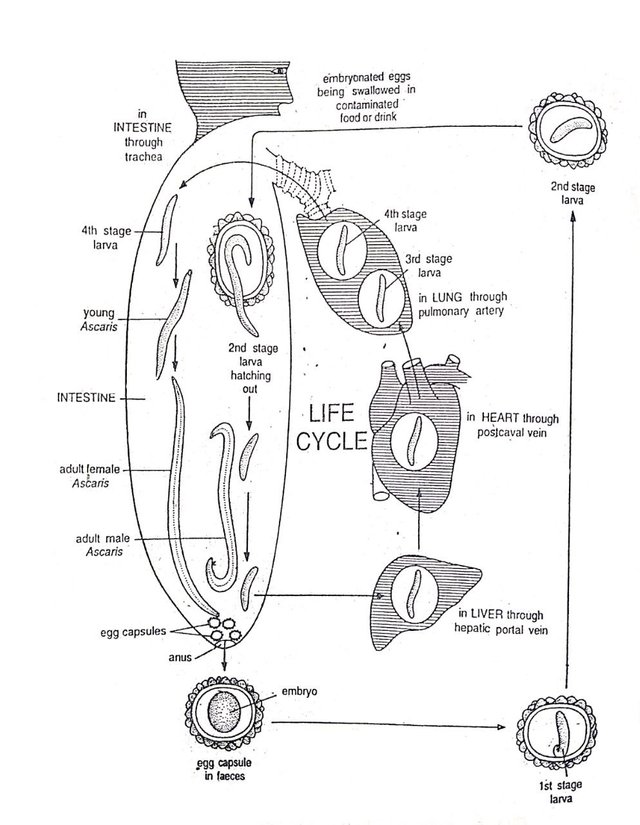 Life Cycle of Ascaris lumbricoides1.jpg