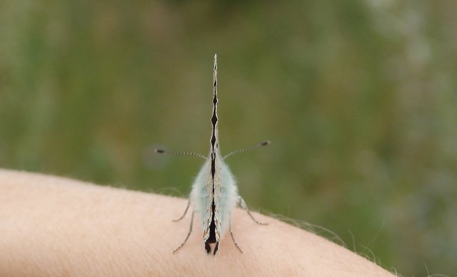 Бабочка на руке6.jpg