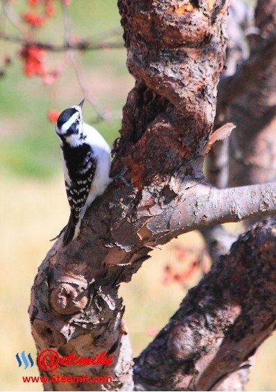Downy Woodpecker PFW34.jpg