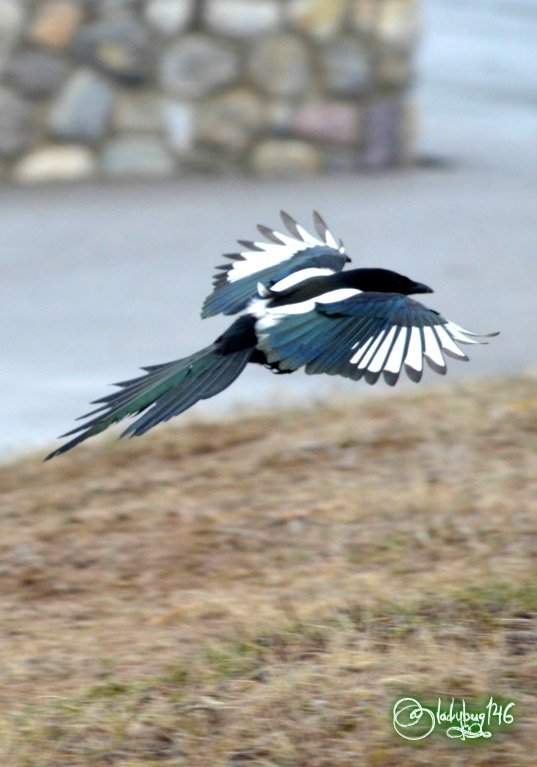 magpie1.jpg