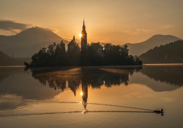 Mystic_sunrise_at_lake_bled_with_duck_2013.jpg