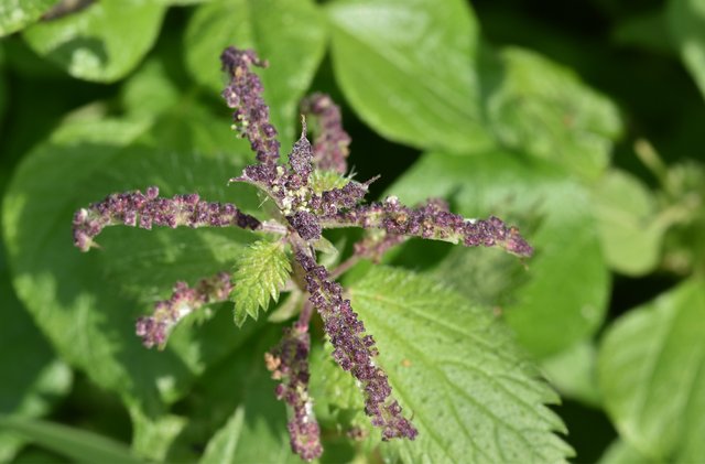 wild nettle.jpg