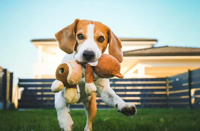 happy-beagle-dog-playing-fetch-with-owner-sunny-evening-back-garden_661491-2186.webp