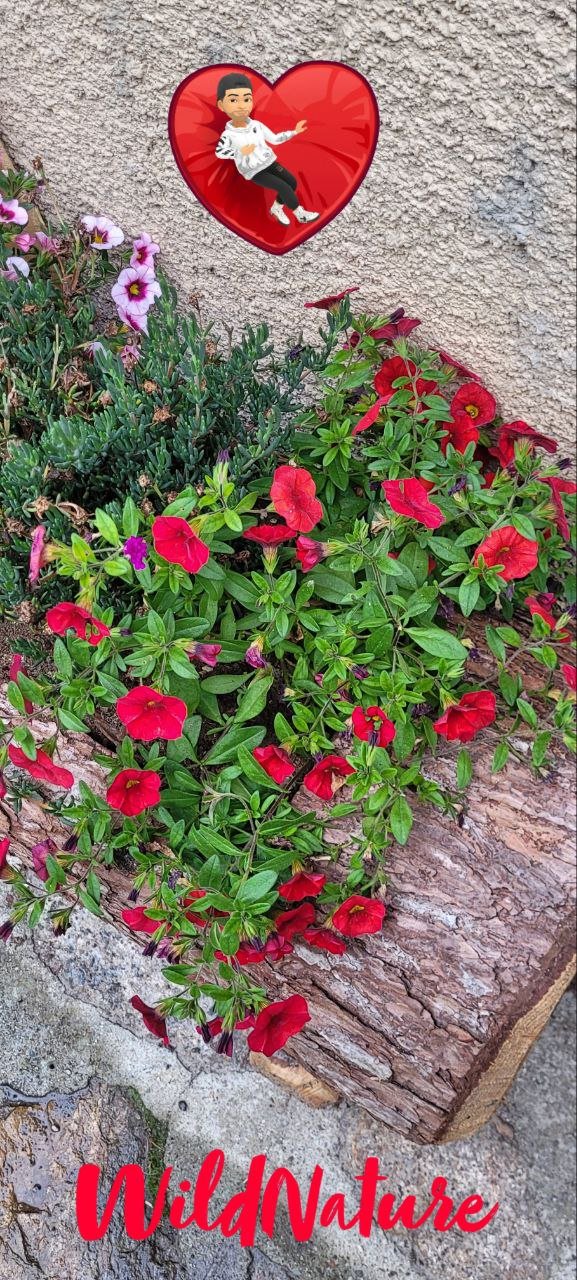 Calibrachoa hybrids.jpg